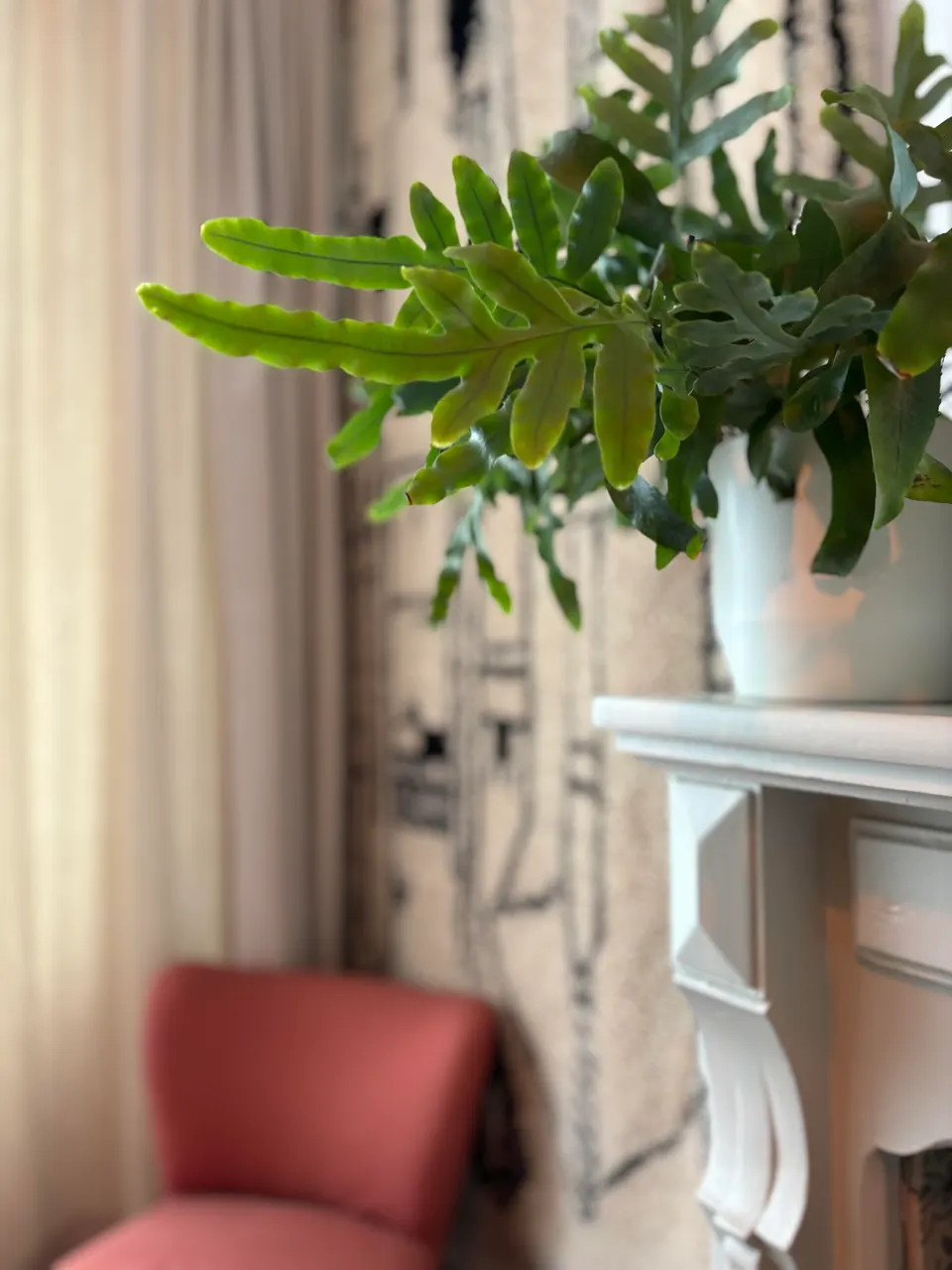 Fern in a white pot on a mantelpiece, with a pink armchair and light curtains in the background