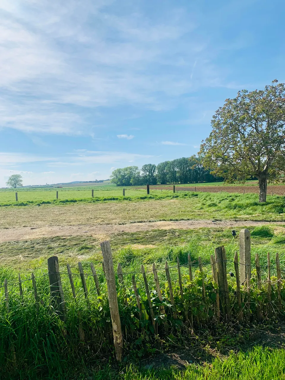 Meadow behind a wooden stake fence, with a tree and rows of trees in the distance under a blue sky