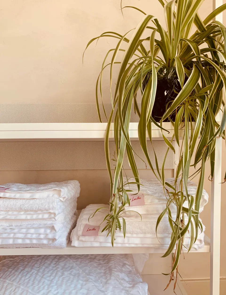 Shelf with folded white towels and a trailing spider plant