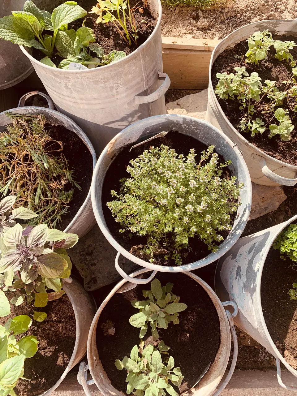 Zinc buckets and tubs full of herbs, such as thyme, sage and basil