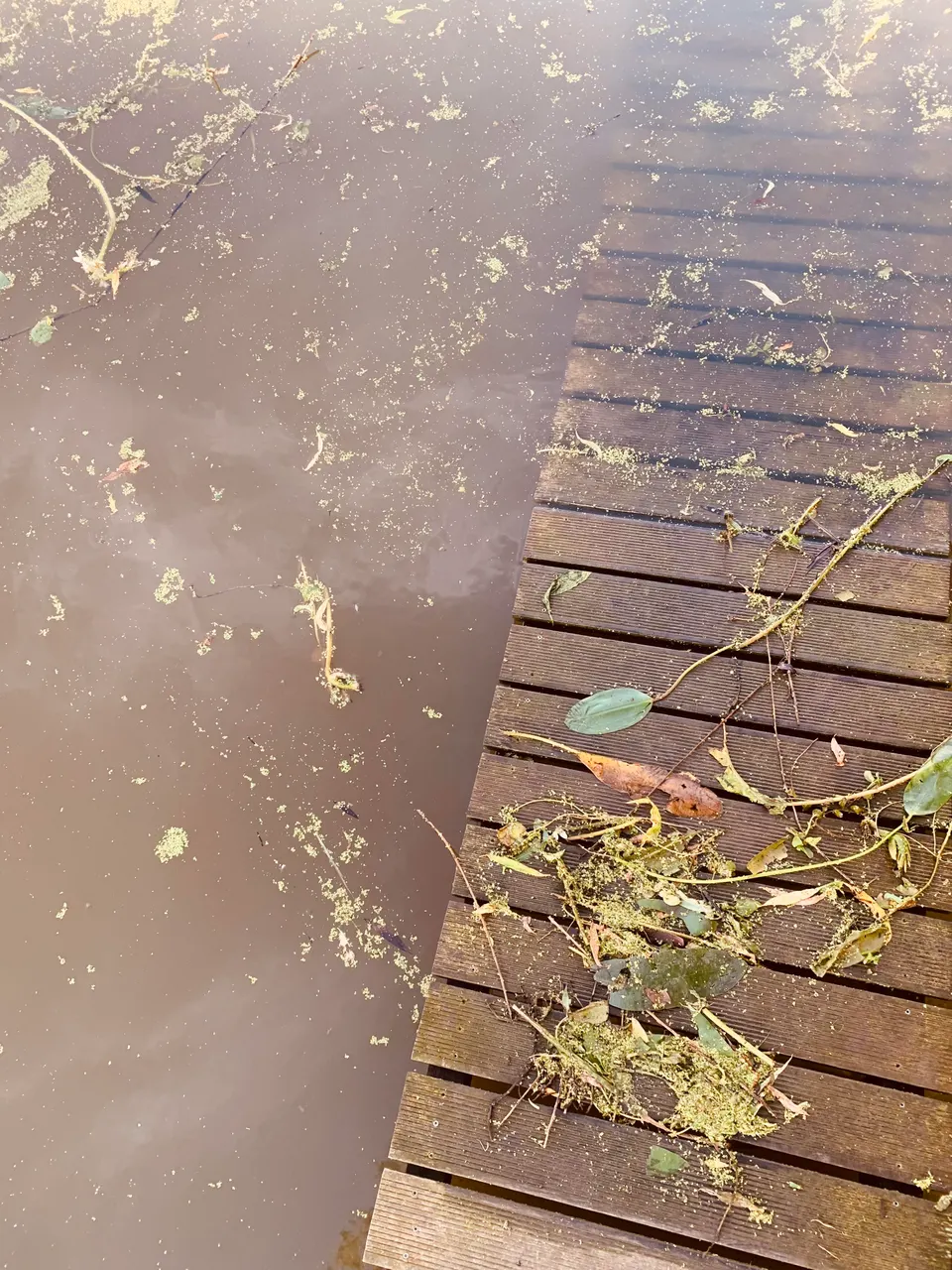 Wooden jetty at the edge of the pond, with water plants on the boards and in the water