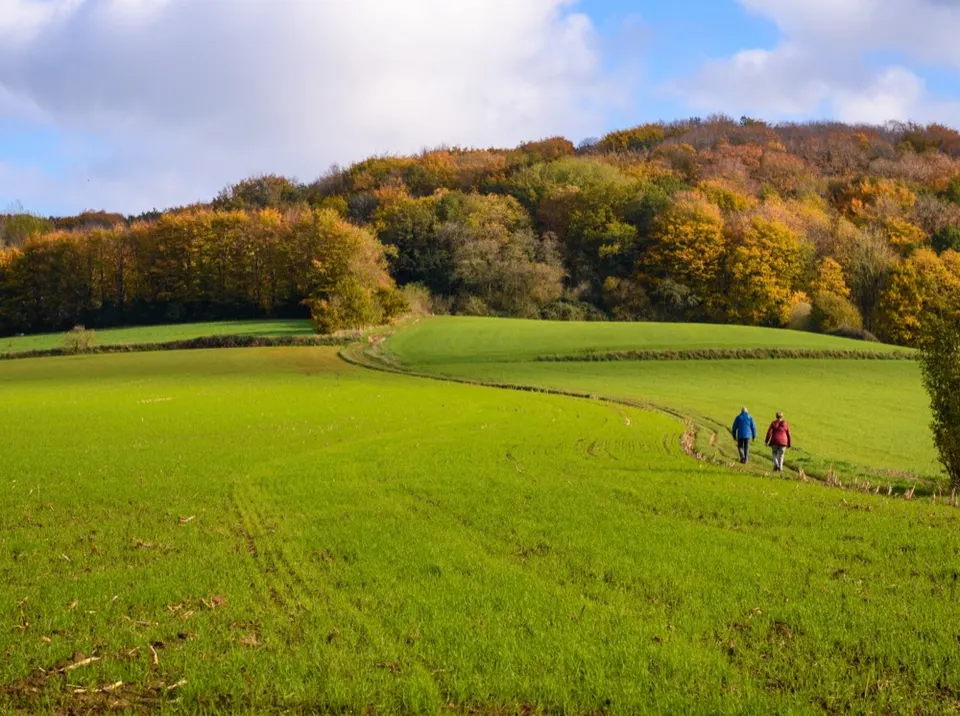 Two walkers on a path across a green field, below a hill of trees in autumn colours